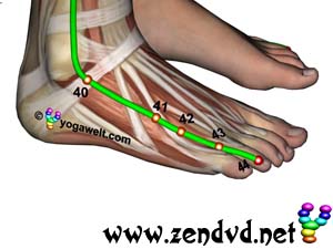 Gallenblase Zen Shiatsu Meridian Experience Reloaded